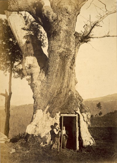 Zwei Jungen an der Tür ihres Baumhauses, ca. 1870-80 von American Photographer